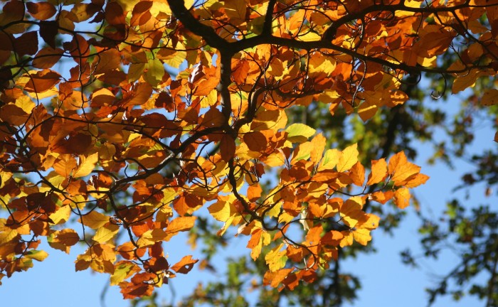 fall-foliage-209219_1920