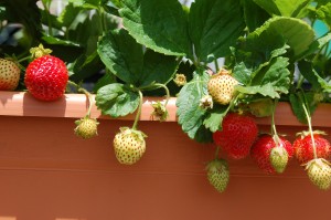 Strawberries