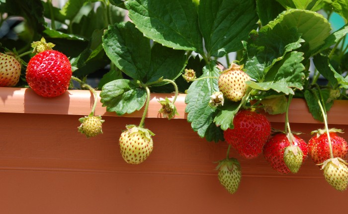 Strawberries