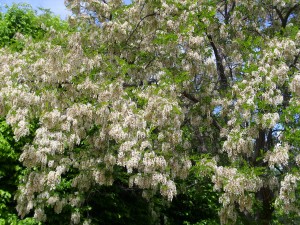 Robinia_pseudoacacia_Floracion_2011-5-01_DehesaBoyaldePuertollano