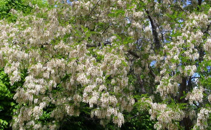 Robinia_pseudoacacia_Floracion_2011-5-01_DehesaBoyaldePuertollano