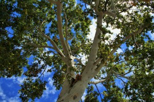 plane-tree-337780_1280