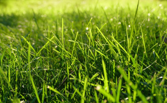 grass-1147851_1280