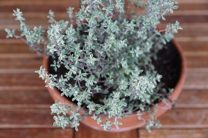 thyme-751274_1280