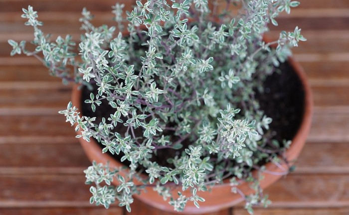 thyme-751274_1280