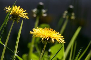 common-dandelion-331701_1280