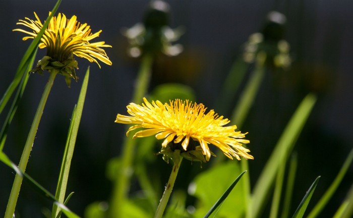 common-dandelion-331701_1280