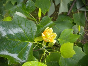 tulip-tree-113995_1920