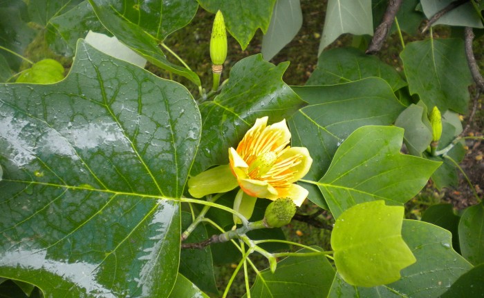 tulip-tree-113995_1920