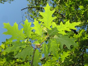 Quercus_palustris
