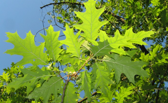 Quercus_palustris