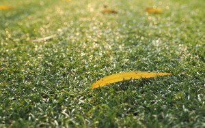 grass-1081313_1280