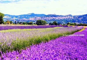 Assisi