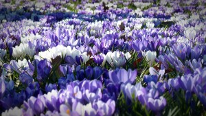 crocus-1261310_1280