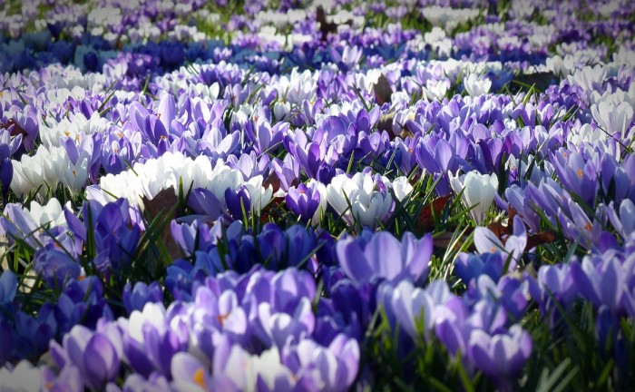 crocus-1261310_1280