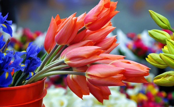 mercato_fiori