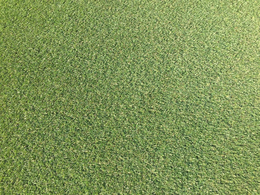 Semi Per Prato Sportivo Greenyp® Sport - 10 Kg Per 400 M², Erba Resistente E A Rapida Crescita - Foto 7