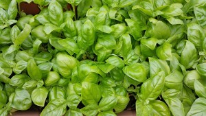 basil-898699_1280