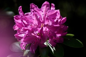 rhododendron-348147_1920