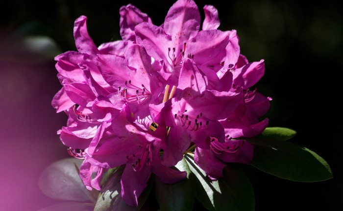 rhododendron-348147_1920