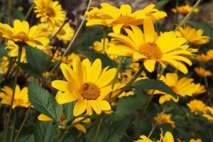 rudbeckia-444401_1280