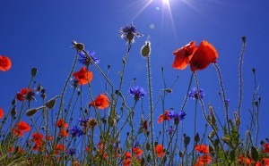 field-of-poppies-807871_1280