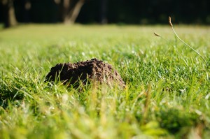 molehill-190493_1920