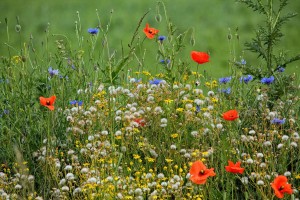 spring-meadow-1453190_1920