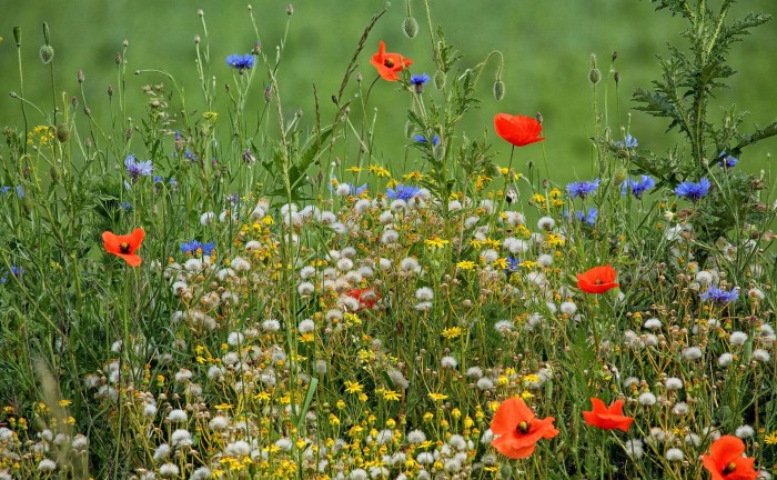 spring-meadow-1453190_1920