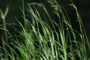 grass-1662592_1920