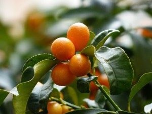 kumquats-357894_1920