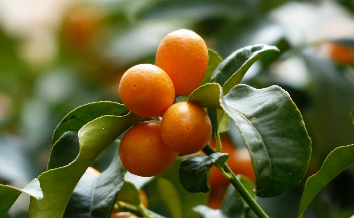 kumquats-357894_1920