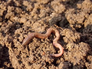 earthworm-686593_1280