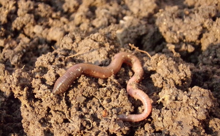 earthworm-686593_1280