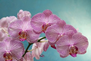 orchid-1677519_640