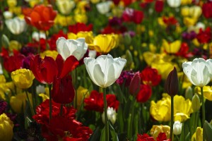 tulips-1511854_1280