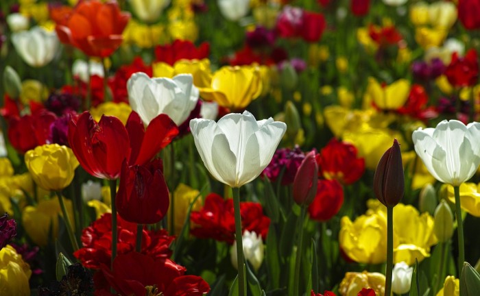 tulips-1511854_1280