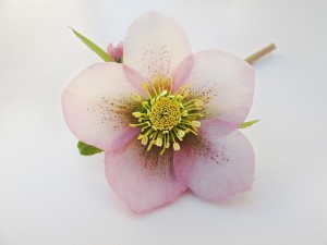 helleborus-287769_1920