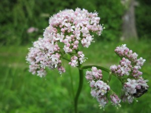 valeriana-officinalis-846615_1280