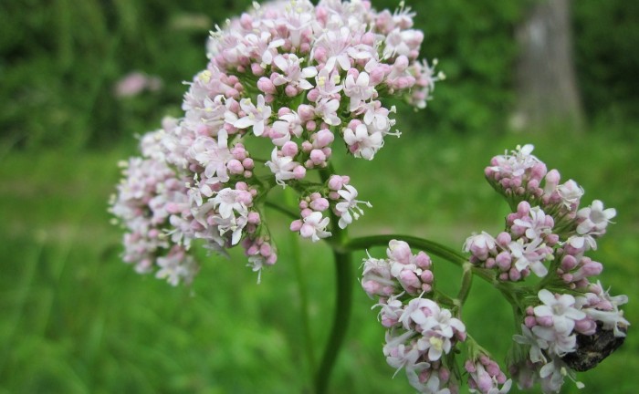 valeriana-officinalis-846615_1280