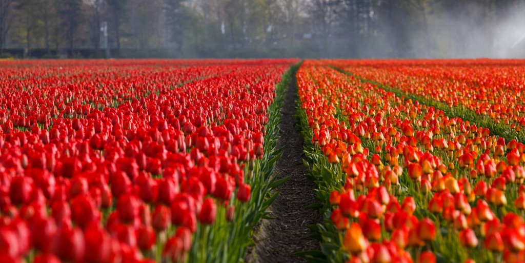 tulips-21690_1920