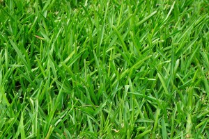 grass-375586_1920