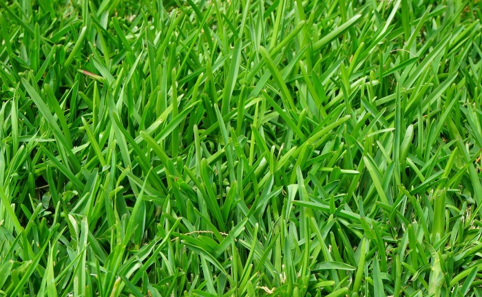 grass-375586_1920