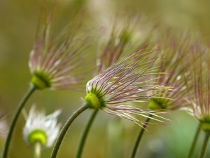 pasque-flower-323221_1920