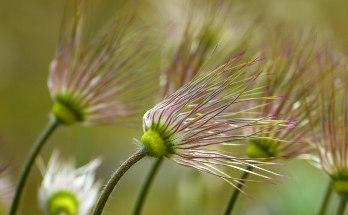 pasque-flower-323221_1920