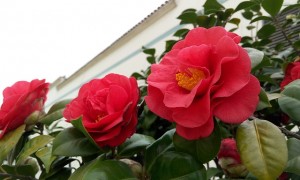 camellia-2102249_640