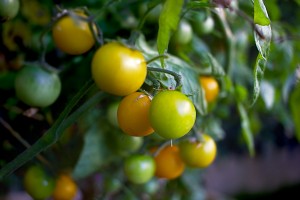 cherry-tomato-1558994_1920
