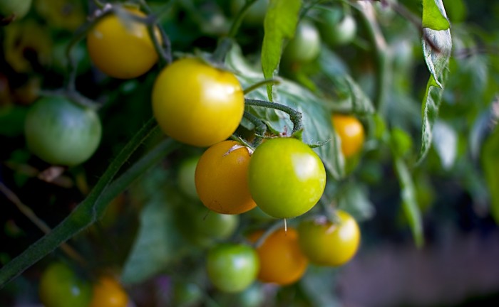 cherry-tomato-1558994_1920