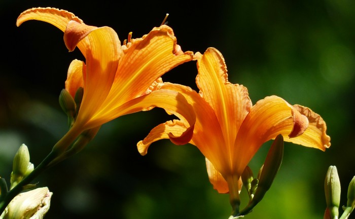 daylily-167293_1920