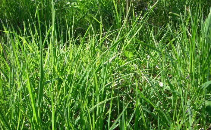 grass-147717_1920